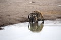 Spotted hyena, Crocuta crocuta, drinking waterhole, Etosha National Park, Namibia Royalty Free Stock Photo